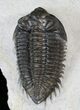 Well Preserved Coltraneia Trilobite - Awesome Eyes! #13885-2